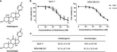 Cytotoxic Effects of Hellebrigenin and Arenobufagin Against Human Breast Cancer Cells